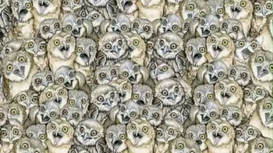 Can You Find The Hidden Cat Among These Owl Within 20 Seconds? Explanation And Solution To The Cat Optical Illusion