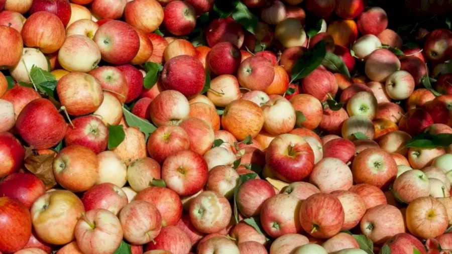 Can You Spot the Cherries Among The Apples Within 15 Seconds? Explanation And Solution To The Optical Illusion