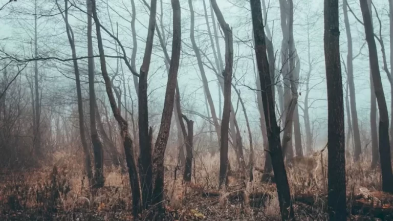 Finding Elk Optical Illusion: Within 17 Seconds, Try To Find The Elk In This Leafless Forest