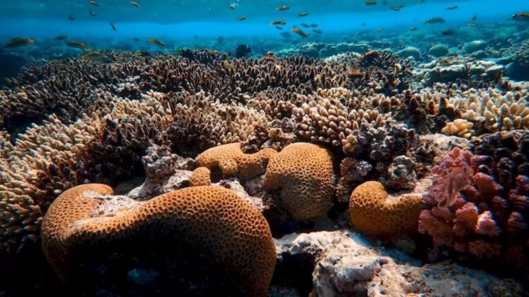 Octopus Search Optical Illusion: Can You Find The Octopus In This Image Of Coral Reefs Within 14 Seconds?