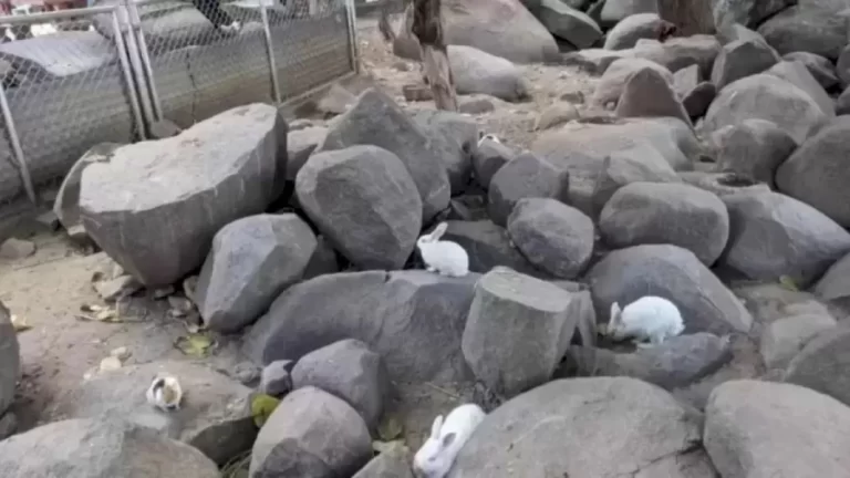 Optical Illusion: Can You Spot the Hidden Pig Among the Rabbits in 8 Seconds?