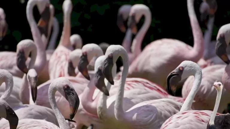 Optical Illusion Challenge: Find The Ostrich Hidden Among These Flamingoes In Less Than 19 Seconds